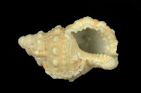 藏品(法螺)的圖片